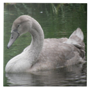 Graceful Swan on Water Tile Fliese