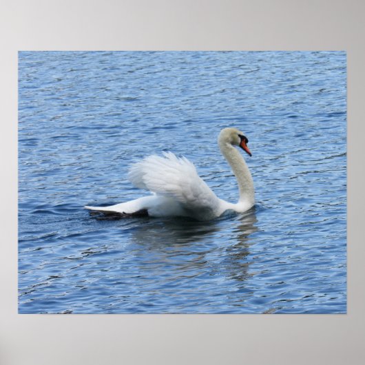 Graceful Swan Poster Print (Vorne)
