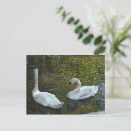 Graceful Swans Postkarte (Stehend Vorderseite)