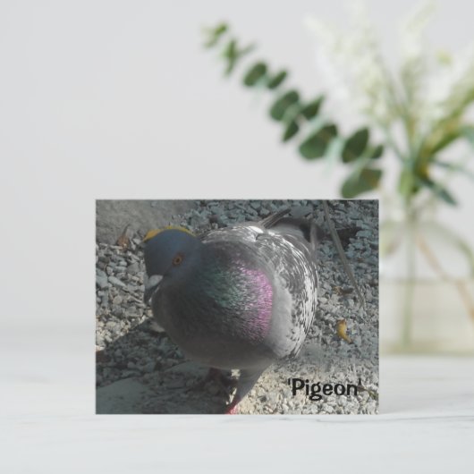 Graceful-Taube Postkarte (Stehend Vorderseite)