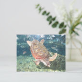Graceful Turtle Postcard Postkarte (Stehend Vorderseite)