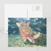 Graceful Turtle Postcard Postkarte (Vorne/Hinten)