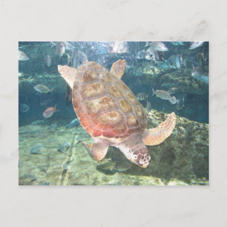 Graceful Turtle Postcard Postkarte