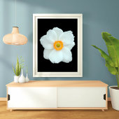 Graceful White Anemone Fotodruck