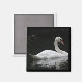 Graceful White Swan Magnet (Vorderseite/Rückseite)
