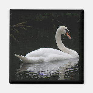 Graceful White Swan Magnet
