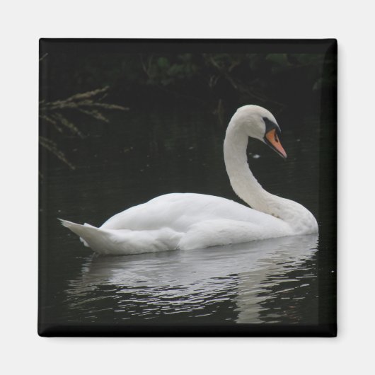Graceful White Swan Magnet (Vorne)