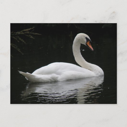 Graceful White Swan Postcard Postkarte (Vorderseite)