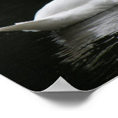 Graceful White Swan Poster (Ecke)