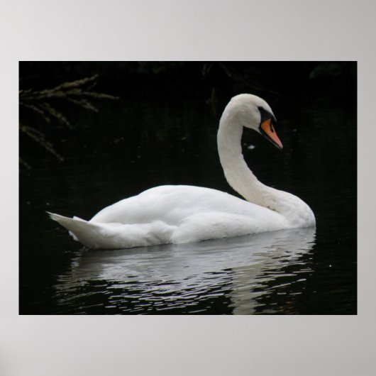 Graceful White Swan Poster (Vorne)