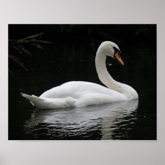 Graceful White Swan Poster (Vorne)