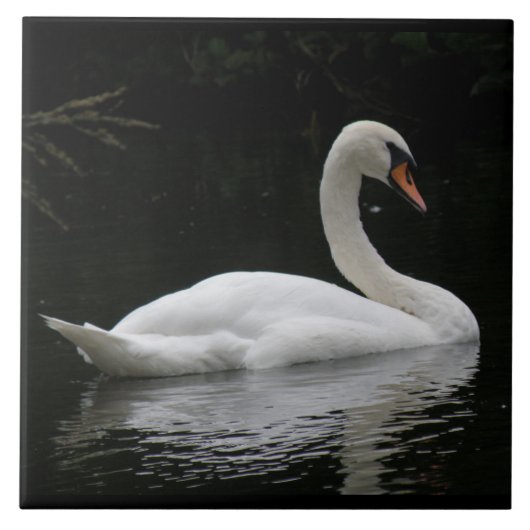 Graceful White Swan Tile Fliese (Vorderseite)