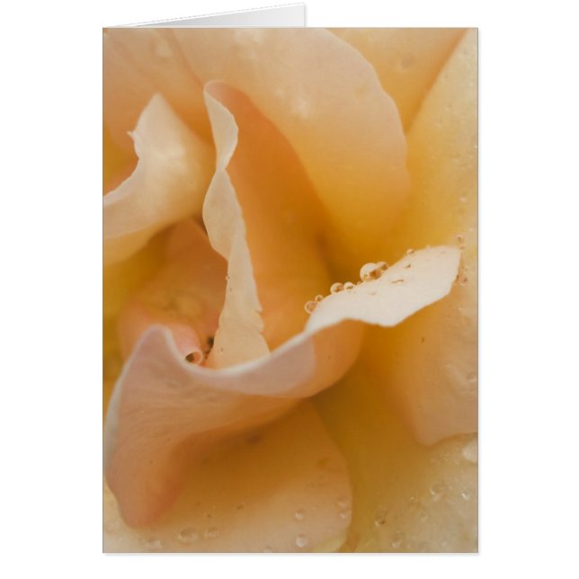 Grace's Gentle Touch Card (Vorne)