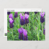 Grace's Lavendel Postcard Postkarte (Vorne/Hinten)