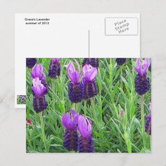 Grace's Lavendel Postcard Postkarte (Vorne/Hinten)