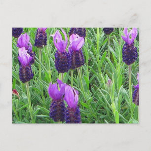 Grace's Lavendel Postcard Postkarte