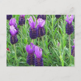 Grace's Lavendel Postcard Postkarte