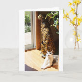 Gracey und schlechte Miezekatze, die ein Sonnenbad Karte (Gelbe Blume)