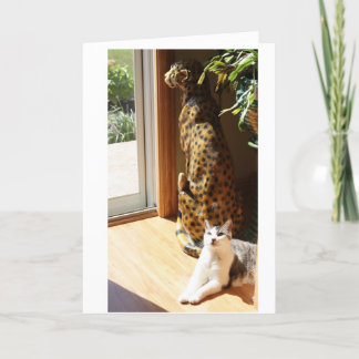 Gracey und schlechte Miezekatze, die ein Sonnenbad Karte