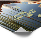 Gracful American White Pelican in Serene Wetlands Poster (Ecke)