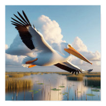 Gracful American White Pelican in Serene Wetlands