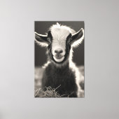 Gracful monochromatic expressive Baby Goat Portra Leinwanddruck (Vorderseite)