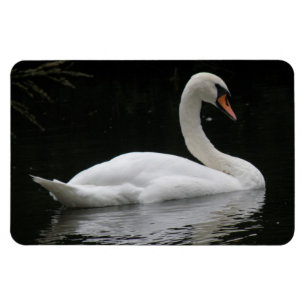 Gracful White Swan Premium Magnet
