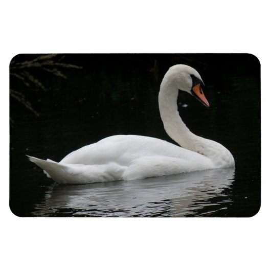 Gracful White Swan Premium Magnet (Horizontal)
