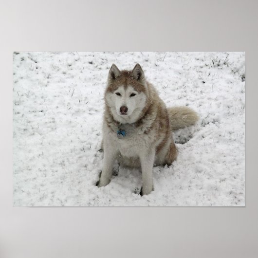 Gracie 1 poster (Vorne)