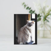Gracie Postkarte (Stehend Vorderseite)