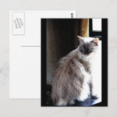 Gracie Postkarte (Vorne/Hinten)