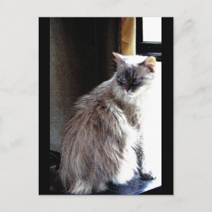 Gracie Postkarte