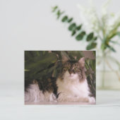 Gracie Postkarte (Stehend Vorderseite)