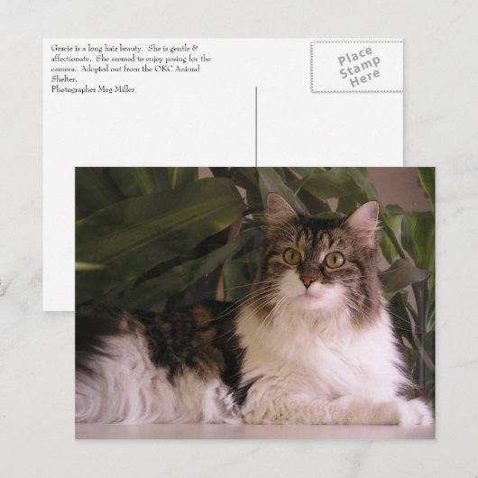 Gracie Postkarte (Vorne/Hinten)