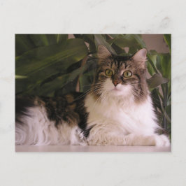 Gracie Postkarte