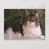 Gracie Postkarte (Vorderseite)