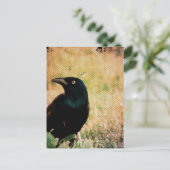 Grackle 3 postkarte (Stehend Vorderseite)
