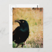 Grackle 3 postkarte (Vorne/Hinten)
