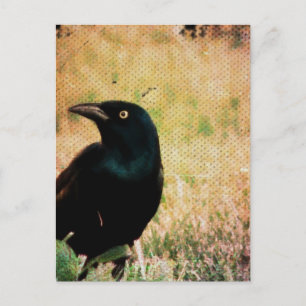 Grackle 3 postkarte
