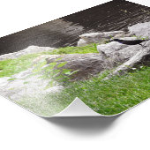 Grackle auf den Felsen Fotodruck (Ecke)