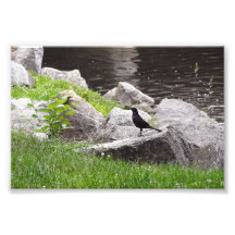 Grackle auf den Felsen
