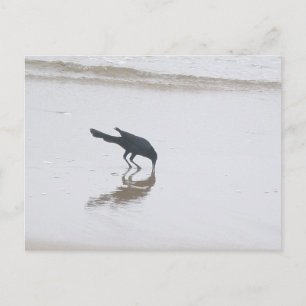 Grackle Grackle Grackle Grackle für eine Mehlserie Postkarte