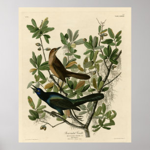 Grackle mit Sattel - Audubons Vögel in Amerika Poster