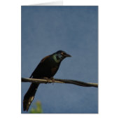 Grackle Power, Alles Gute zum Geburts (Vorne)
