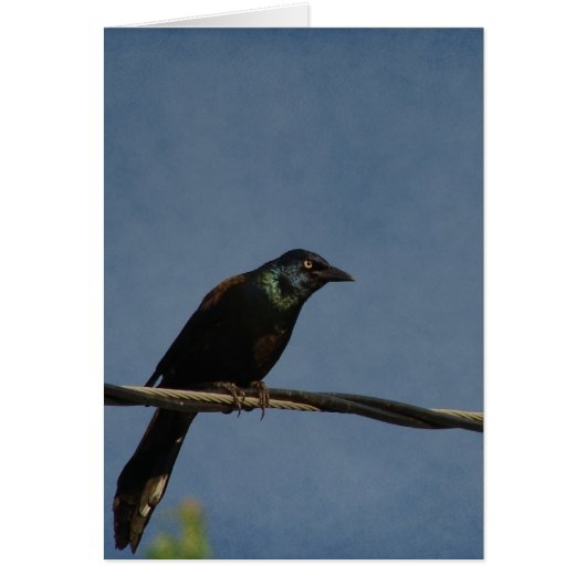 Grackle Power, Alles Gute zum Geburts (Vorne)