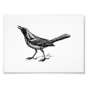 Grackle Vogel-Vintage Skizze Fotodruck