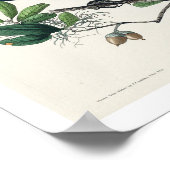 Grackle von Audubon Poster (Ecke)