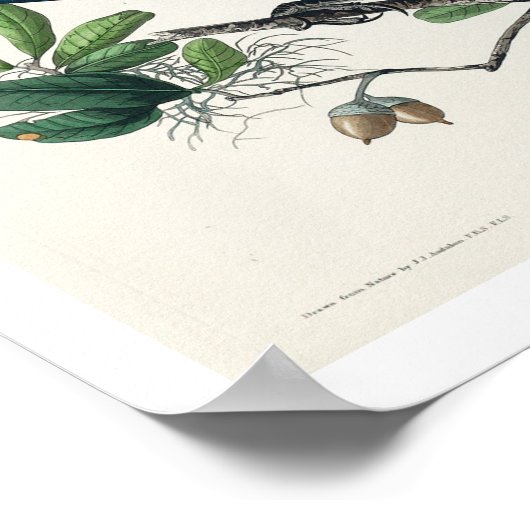 Grackle von Audubon Poster (Ecke)