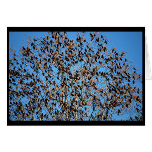 Grackles Karte