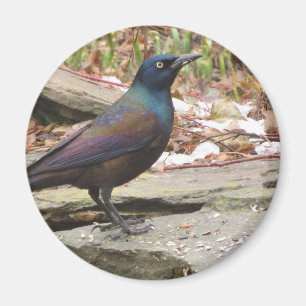 Grackmagnet Magnet